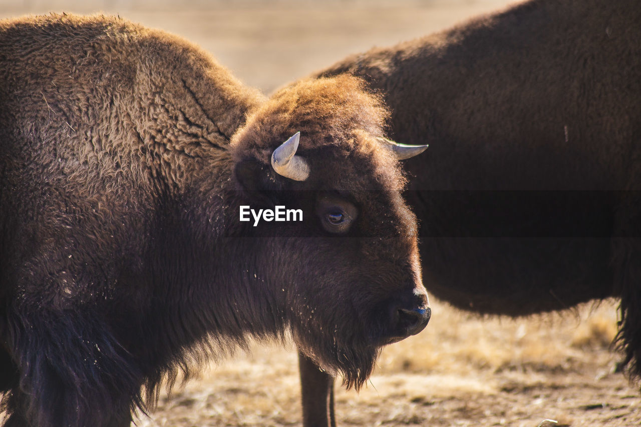 Portraiture of a bison in colorado