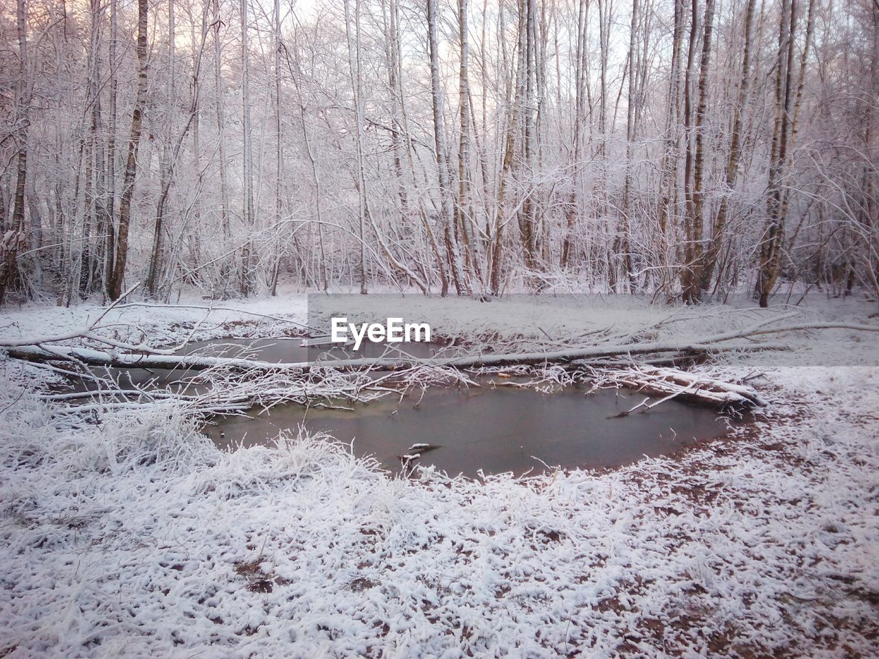 VIEW OF FROZEN LAKE IN FOREST