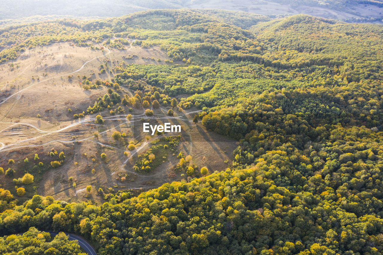 HIGH ANGLE VIEW OF YELLOW FLOWERS ON LANDSCAPE