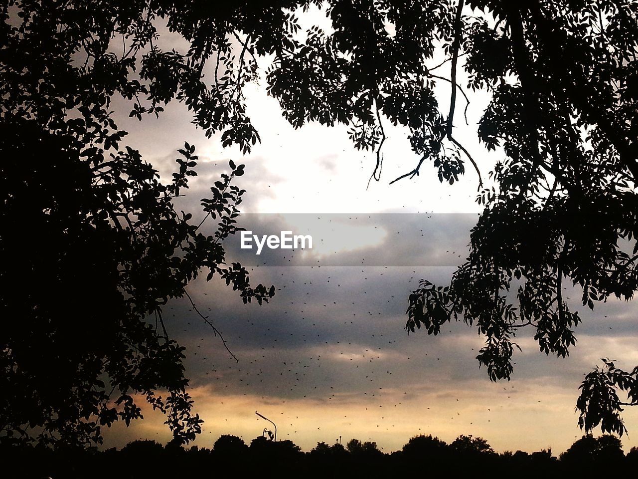 SILHOUETTE OF TREES AT SUNSET