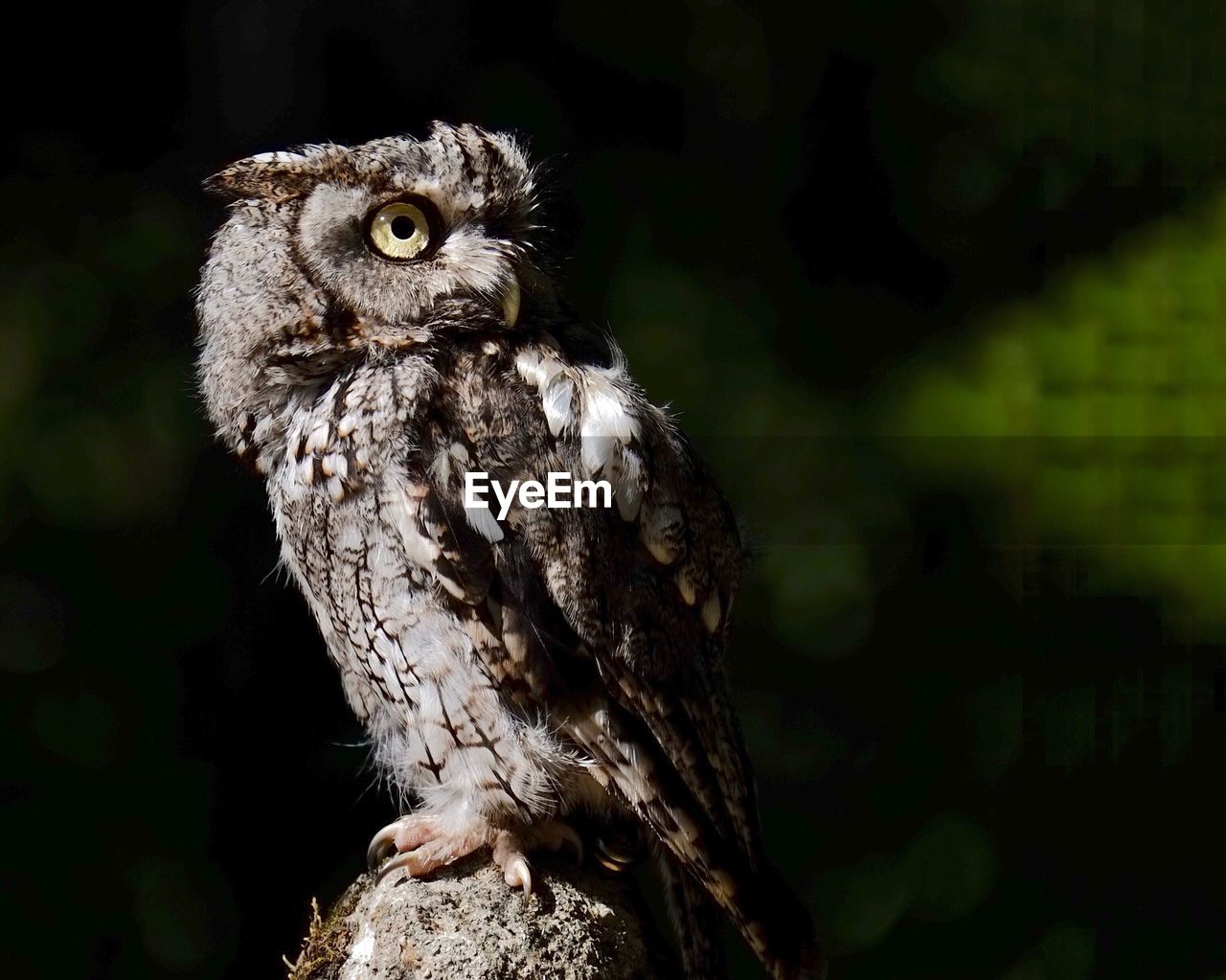 Close-up of owl at night