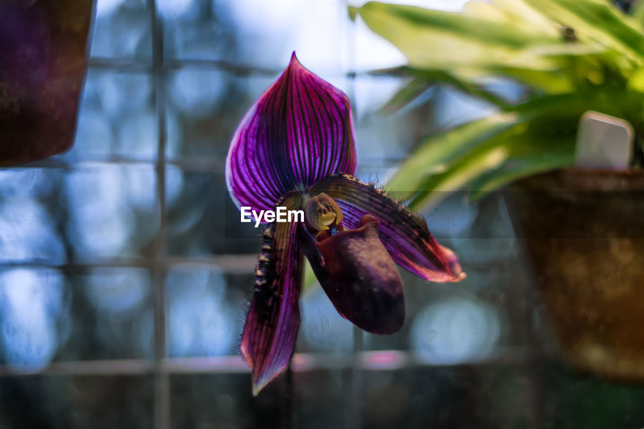 Close-up of carnivora flower