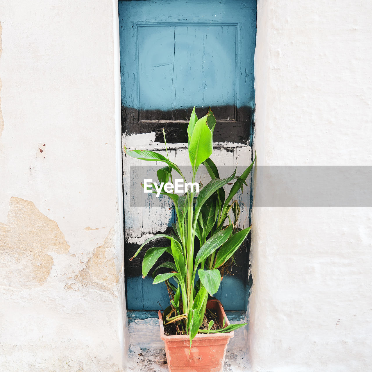 Close-up of potted plant against wall