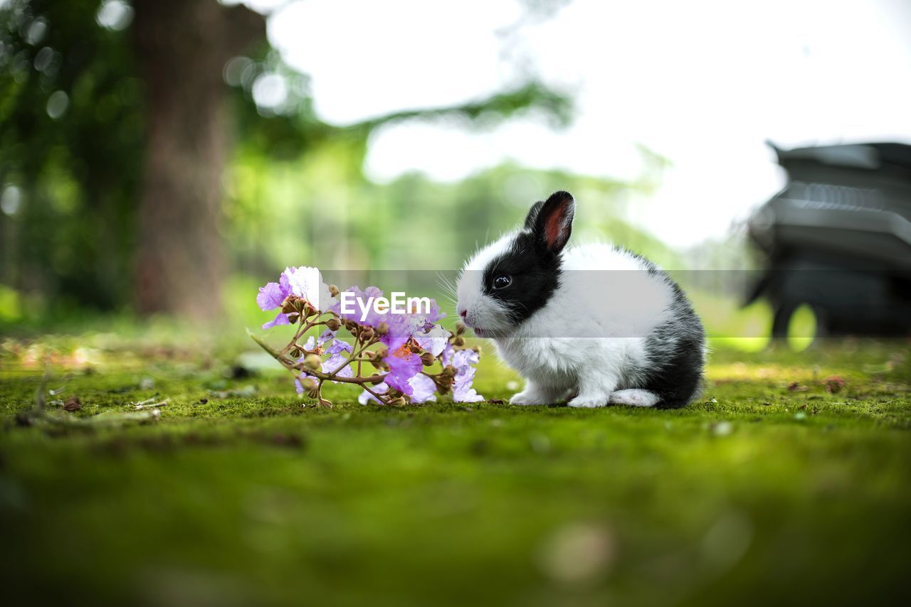 Close-up of a rabbit on field