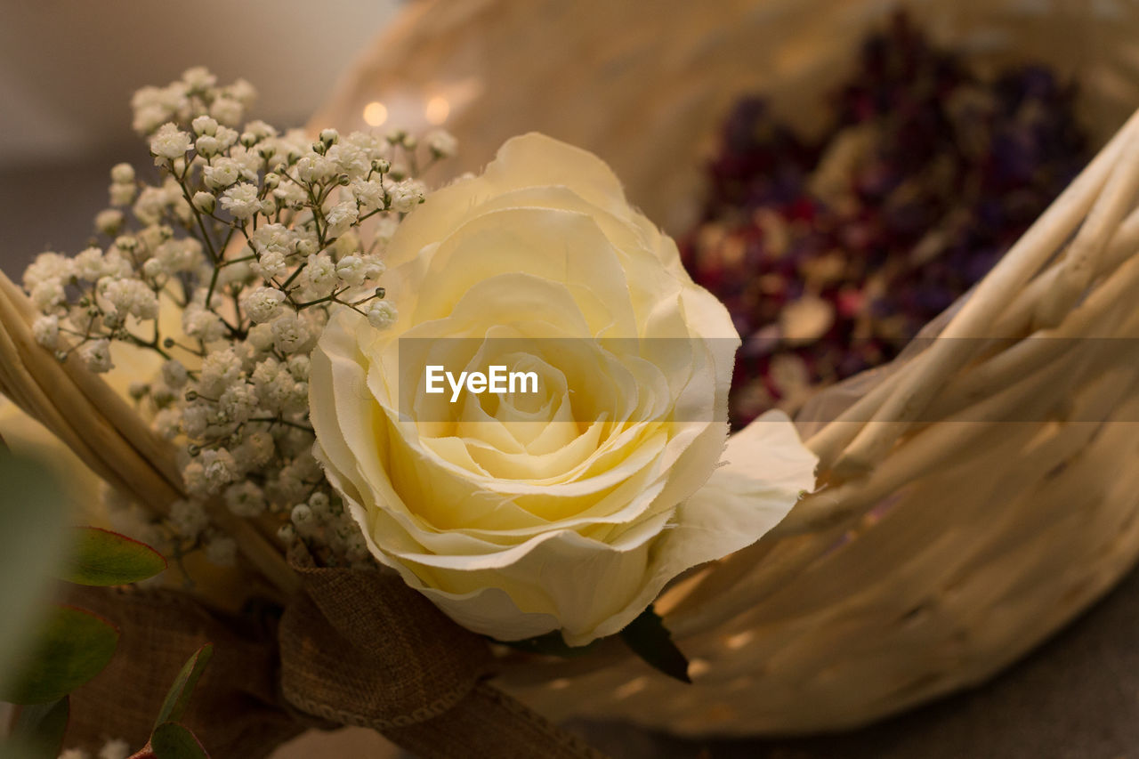 CLOSE-UP OF WHITE ROSES