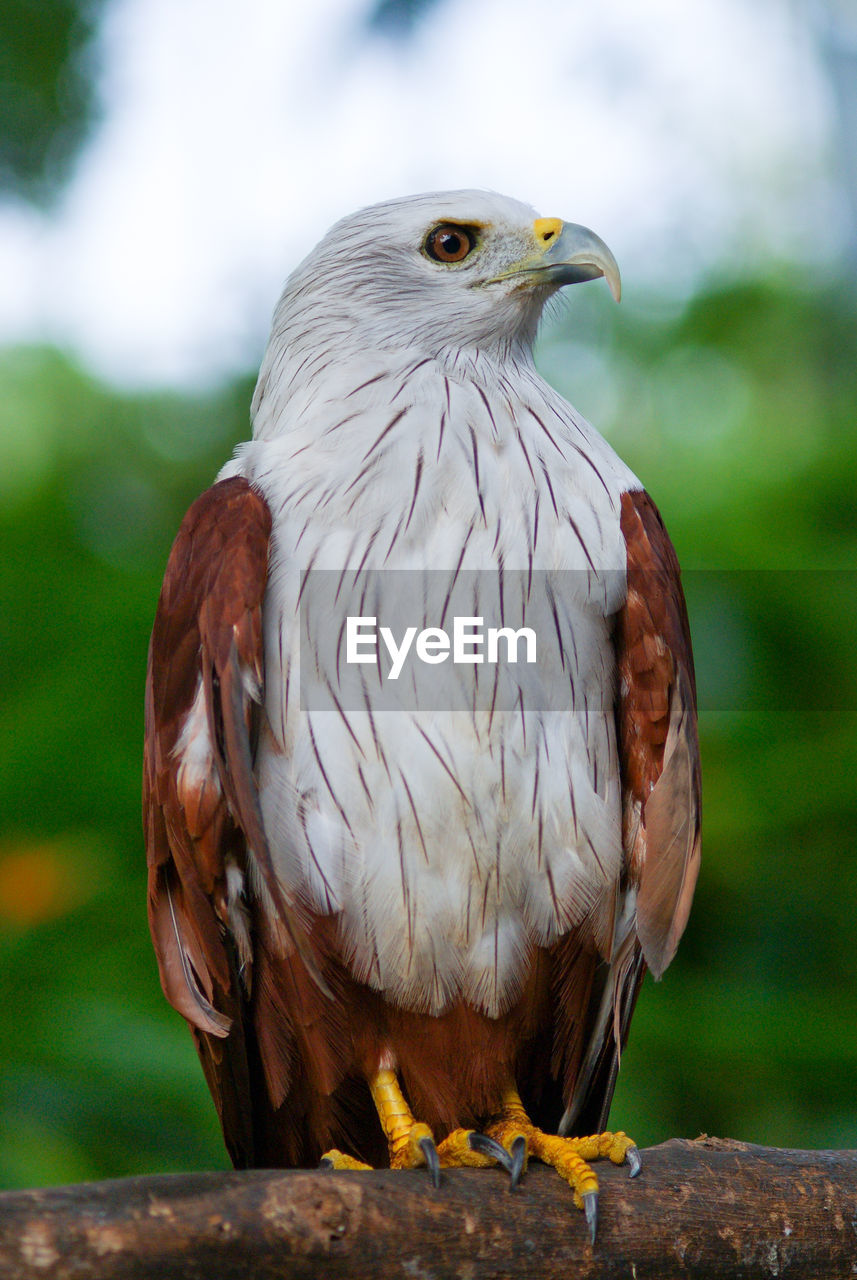 CLOSE-UP OF EAGLE PERCHING ON WOOD