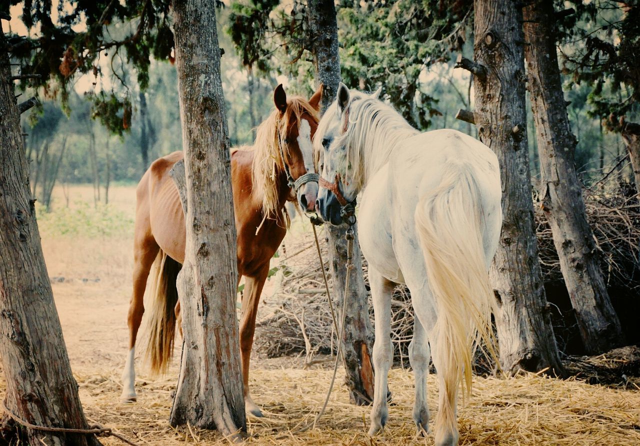 Horses tied to trees in forest