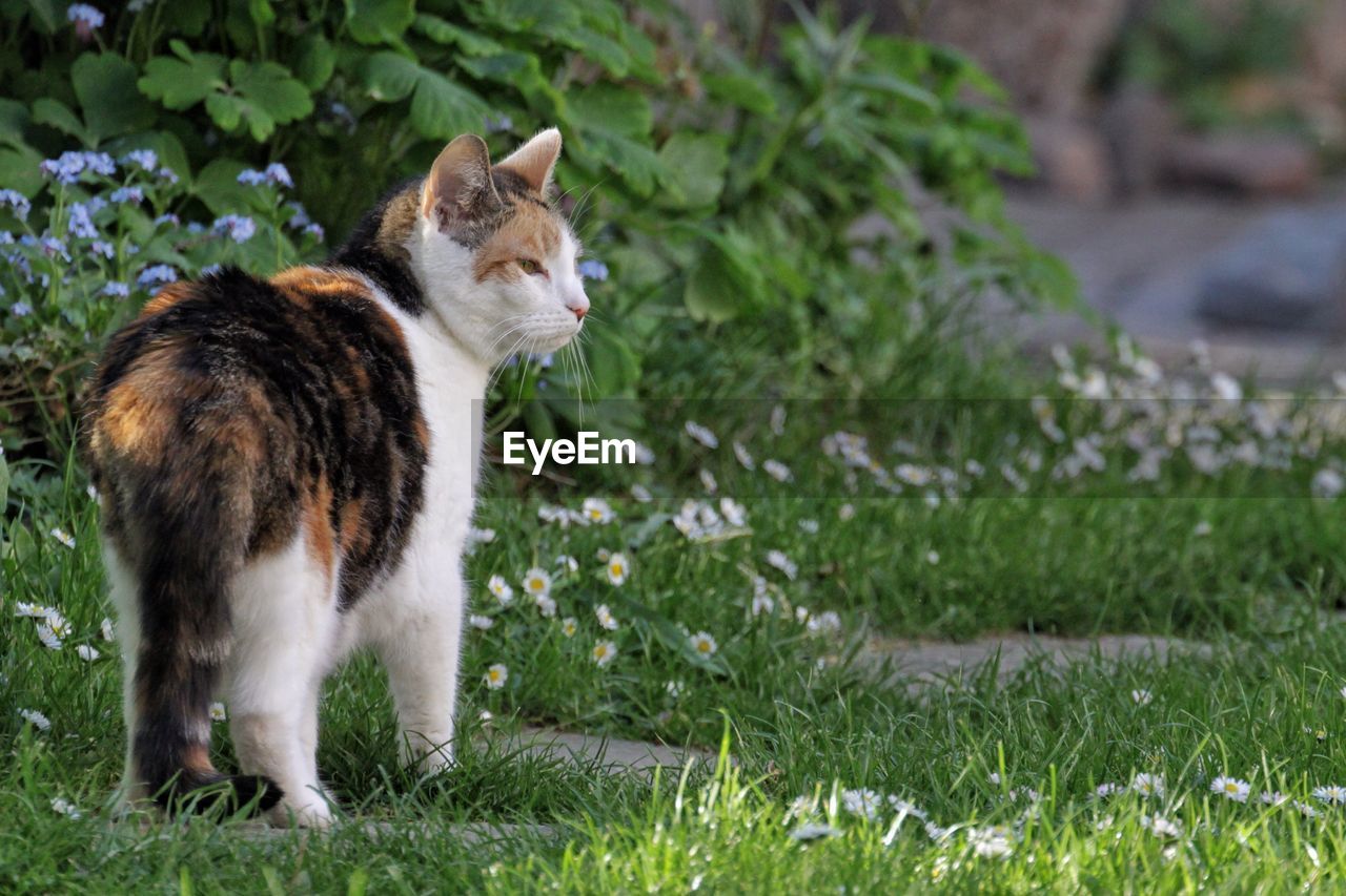 Cat on grass