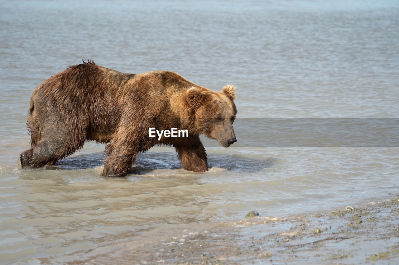 SIDE VIEW OF LION IN WATER