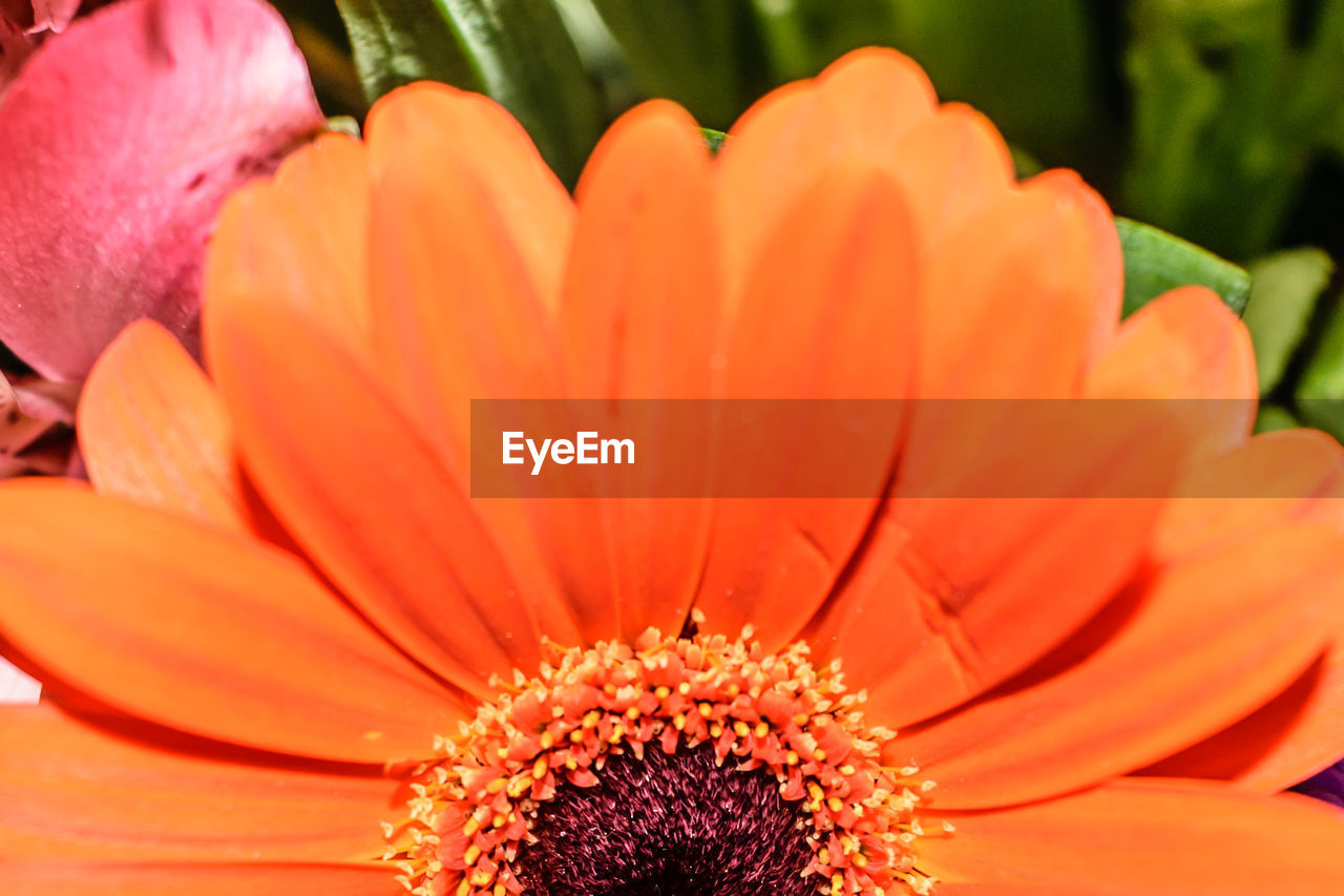 CLOSE-UP OF ORANGE FLOWER BLOOMING