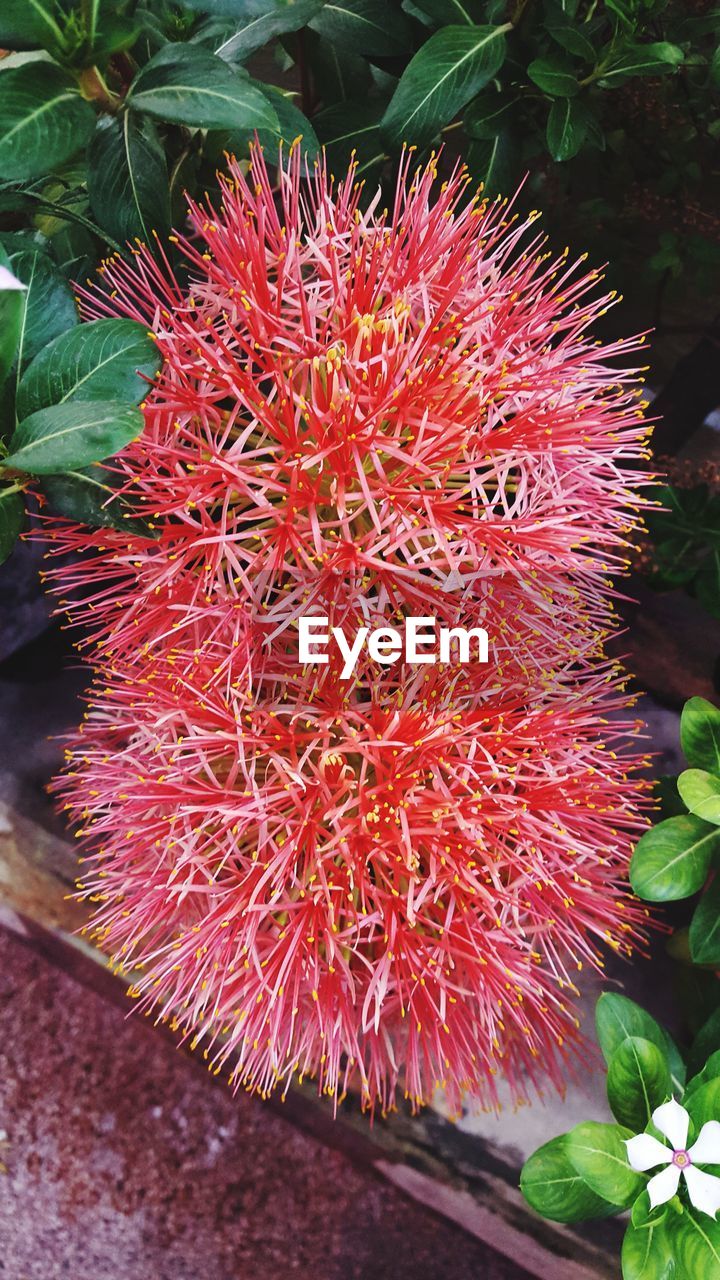 CLOSE-UP OF RED FLOWER