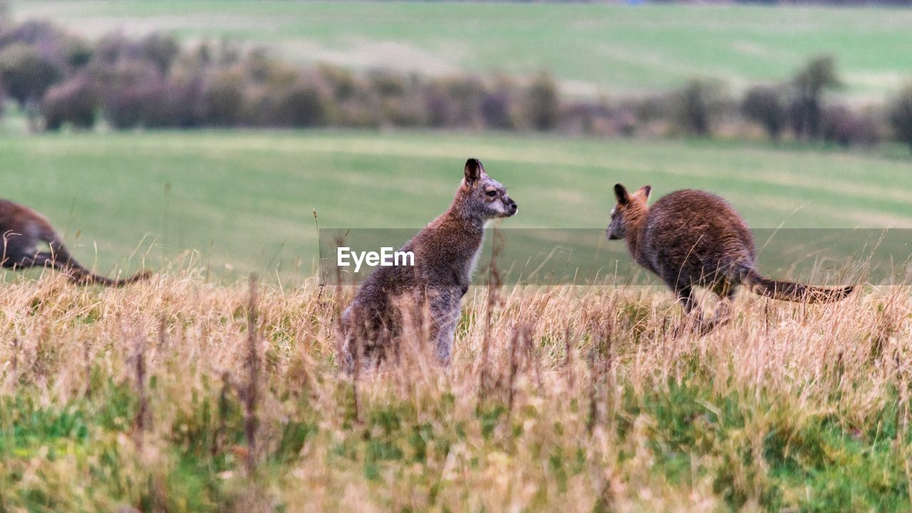 Wallabies in a field