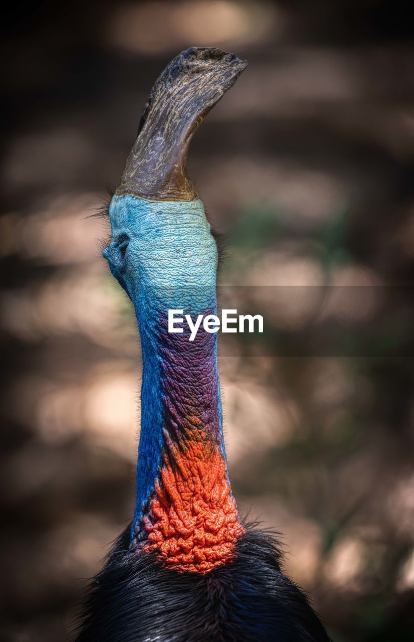 CLOSE-UP PORTRAIT OF PEACOCK