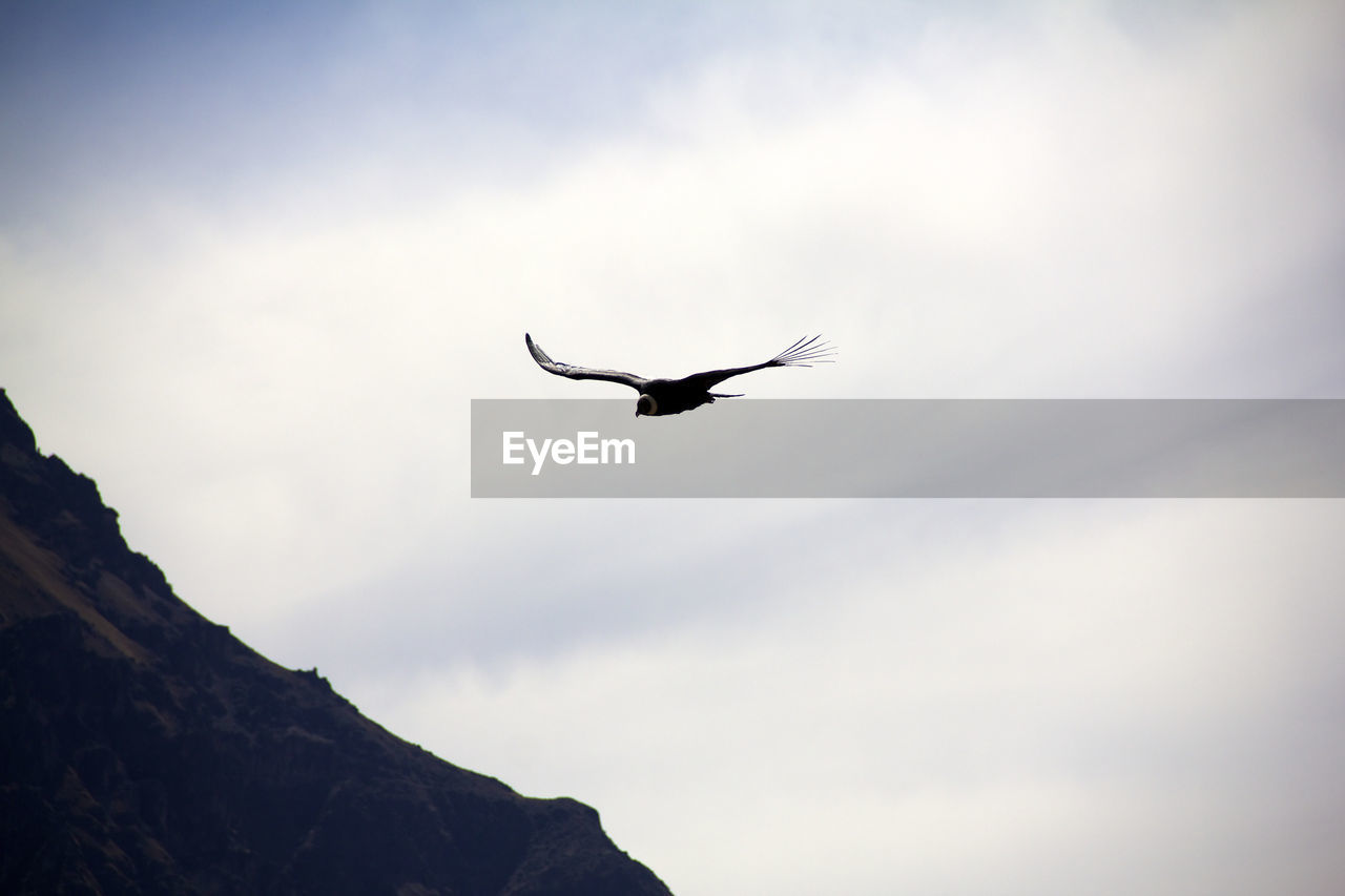 Low angle view of bird flying in sky