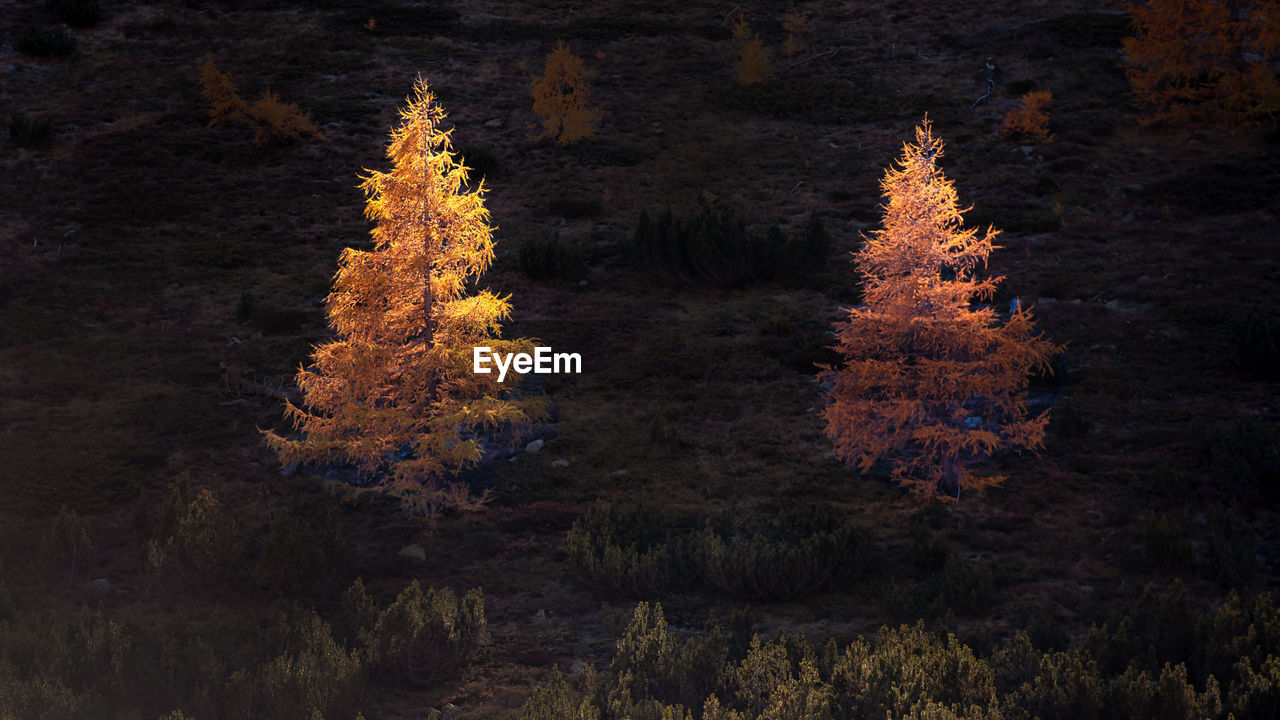 The sun illuminates two autumn-colored larch trees