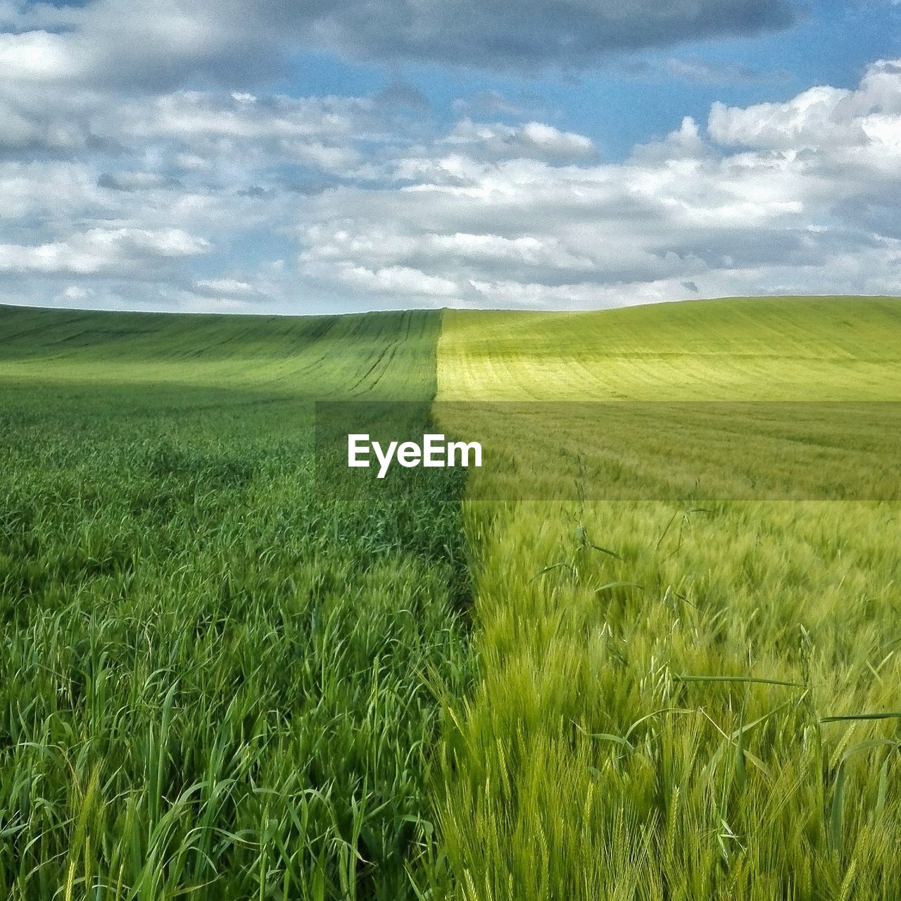 Scenic view of agricultural bicolor field against sky