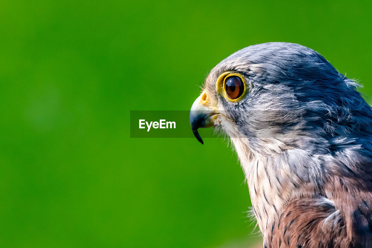 CLOSE-UP OF AN EAGLE