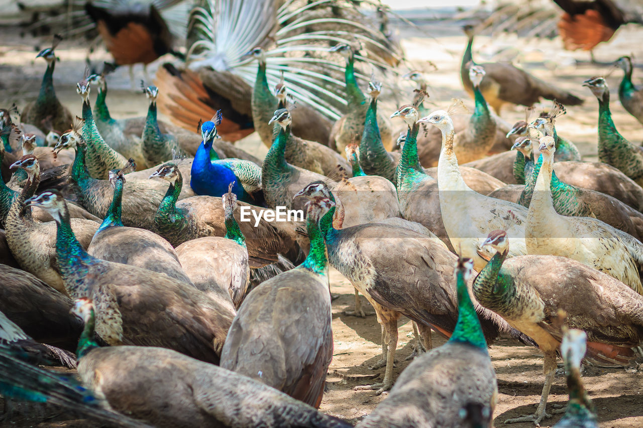 HIGH ANGLE VIEW OF BIRDS ON SHORE