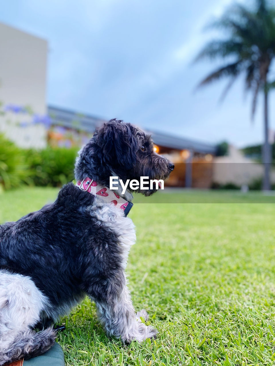 pet, domestic animals, dog, canine, one animal, animal themes, animal, mammal, grass, plant, puppy, nature, architecture, building exterior, sky, day, focus on foreground, front or back yard, built structure, no people, outdoors, lap dog, looking, sitting, carnivore, lawn, black, havanese