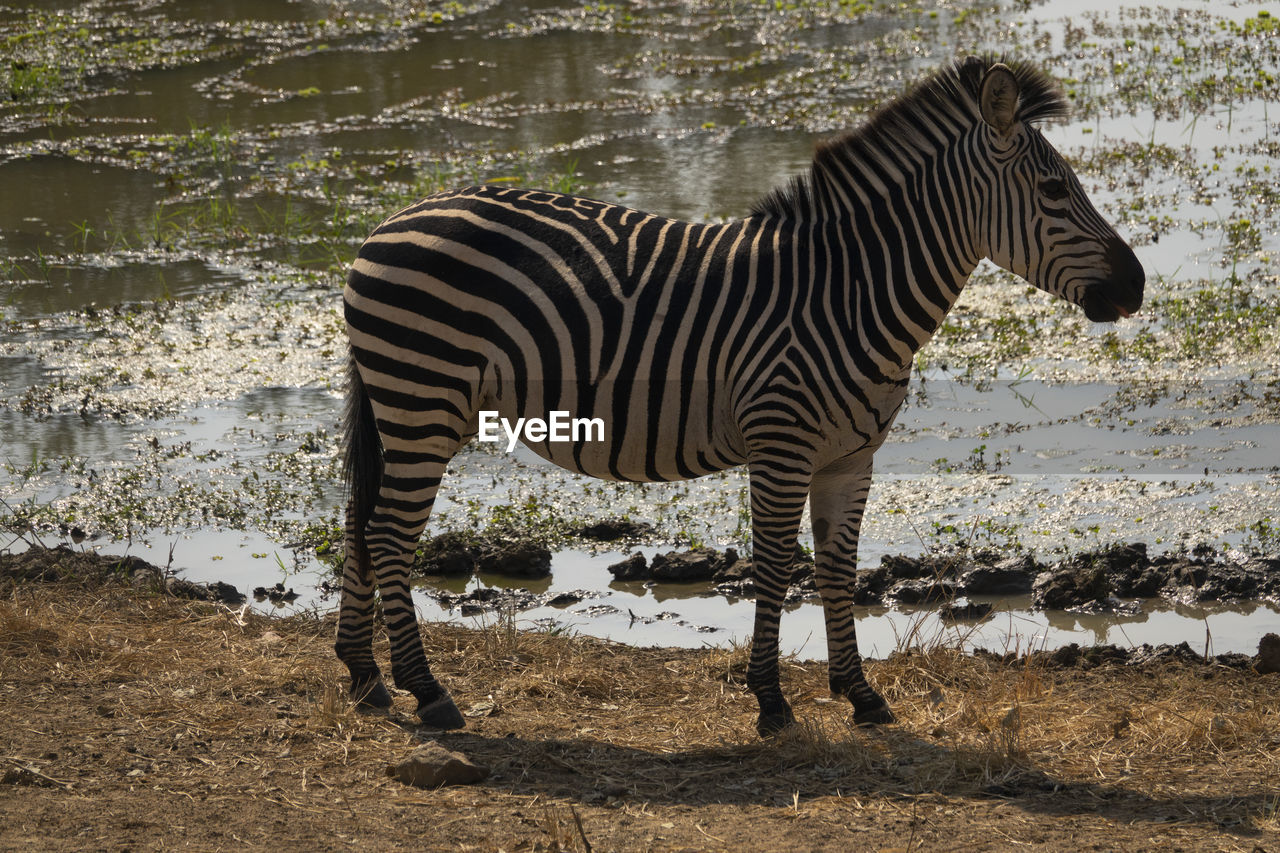 Side view of zebra standing on field by lake