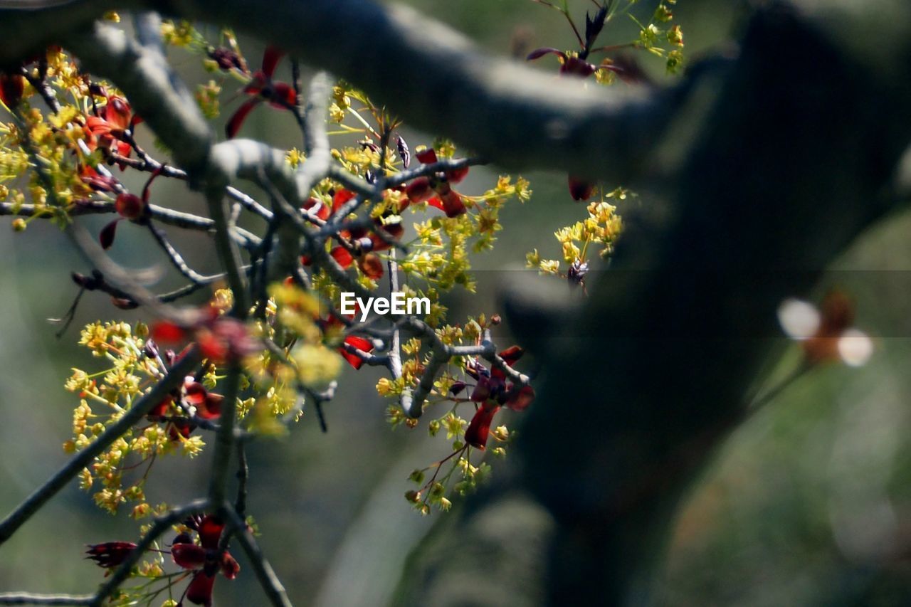 CLOSE-UP OF BERRIES ON TREE