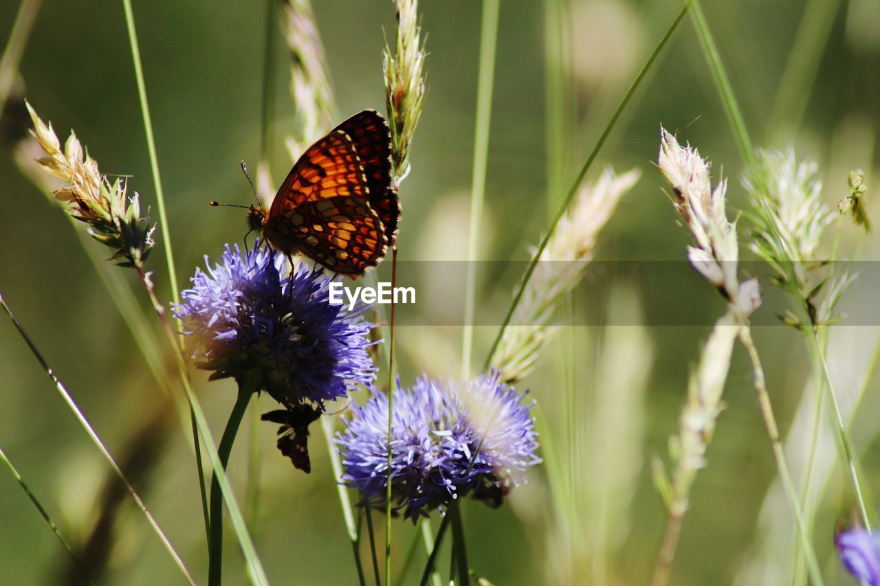 BUTTERFLY POLLINATING ON PURPLE FLOWER