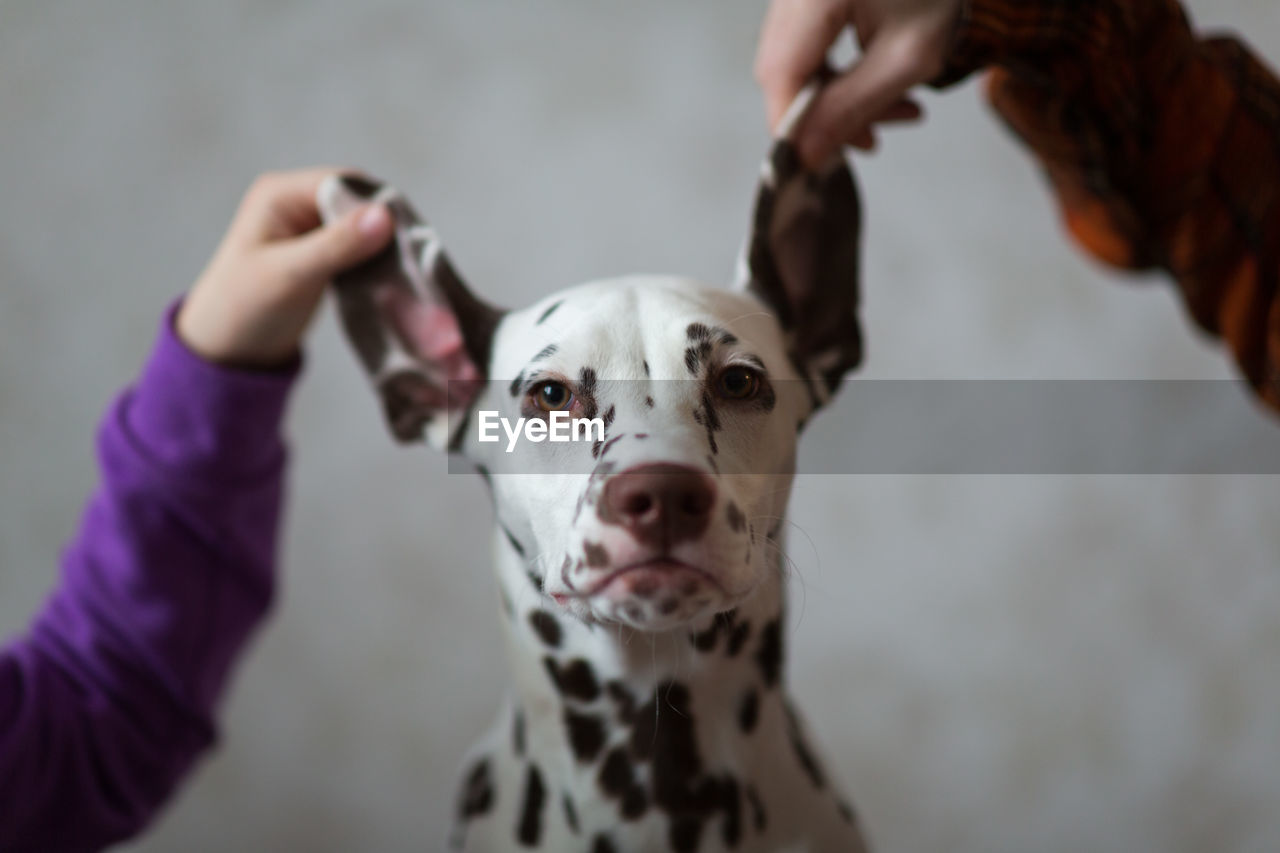 PORTRAIT OF DOG WITH HAND ON DOGS