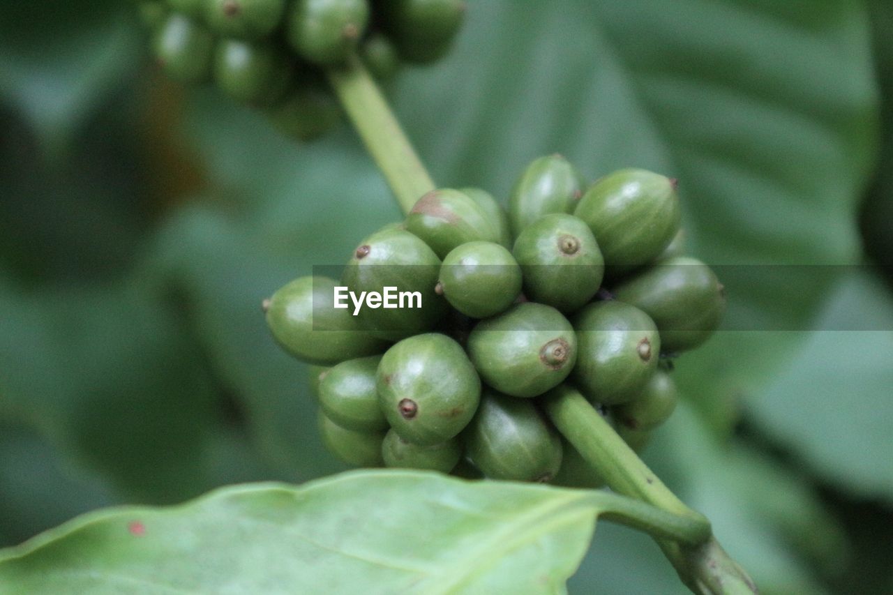 CLOSE-UP OF FRUITS