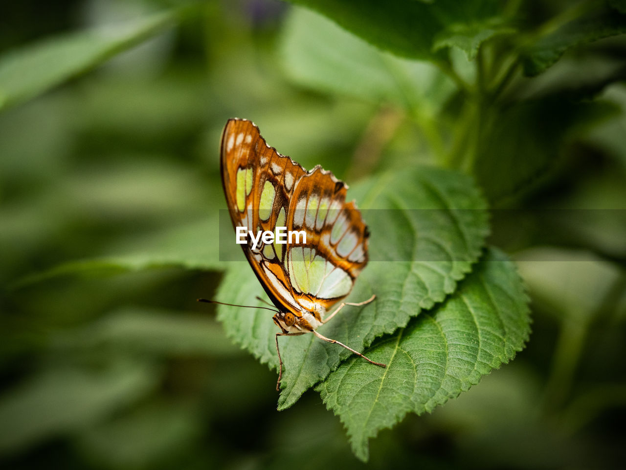 CLOSE-UP OF BUTTERFLY ON LEAF OUTDOORS