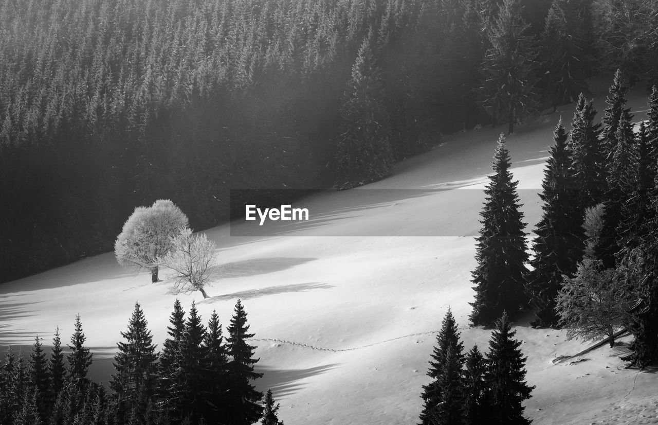 High angle view of snow covered pine trees in forest