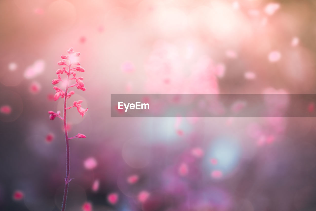 CLOSE-UP OF PINK FLOWERING PLANTS DURING RAINY SEASON