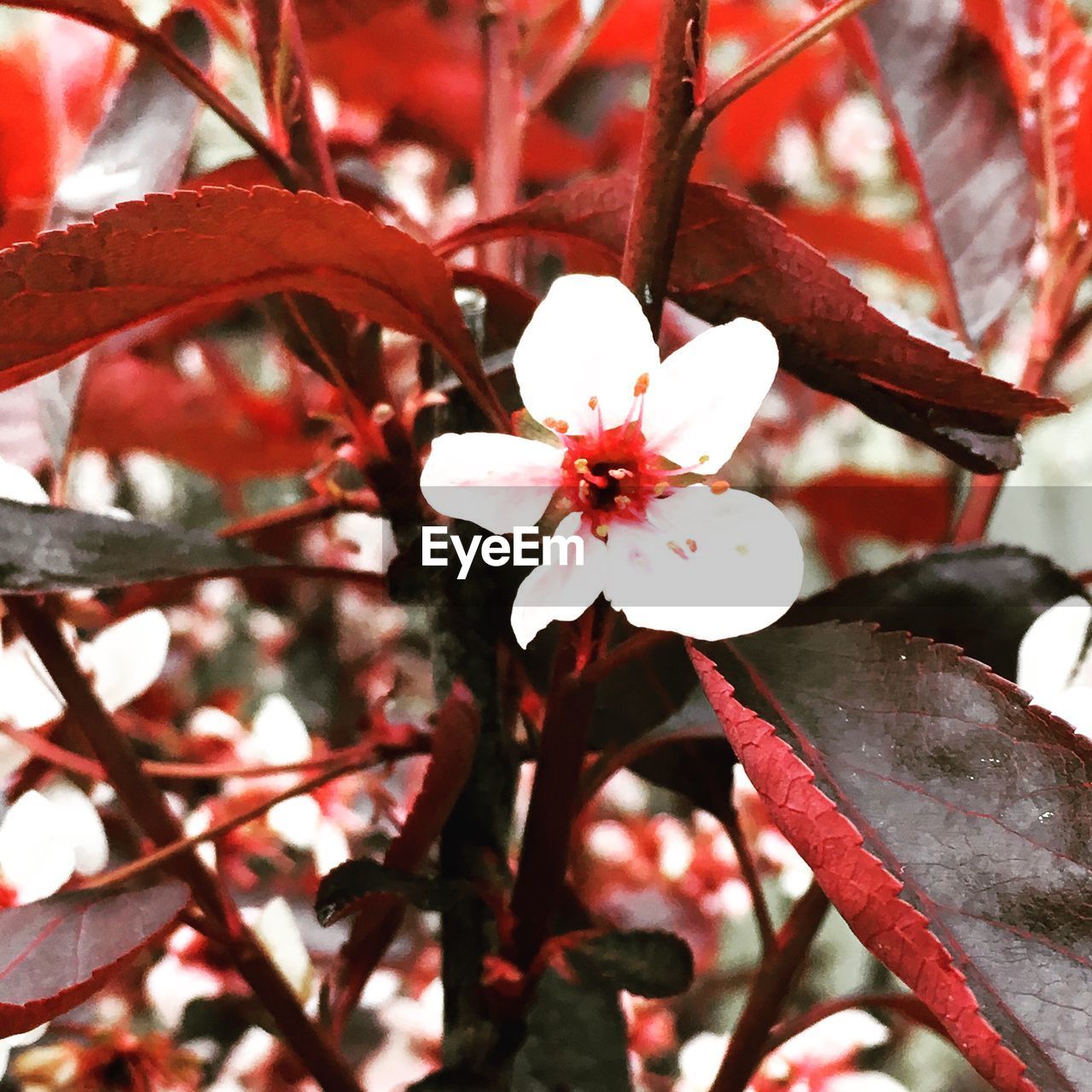 CLOSE-UP OF FRESH RED FLOWER TREE