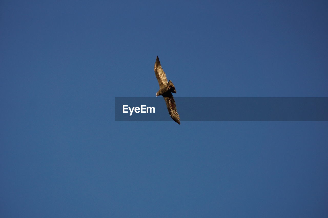 LOW ANGLE VIEW OF EAGLE FLYING