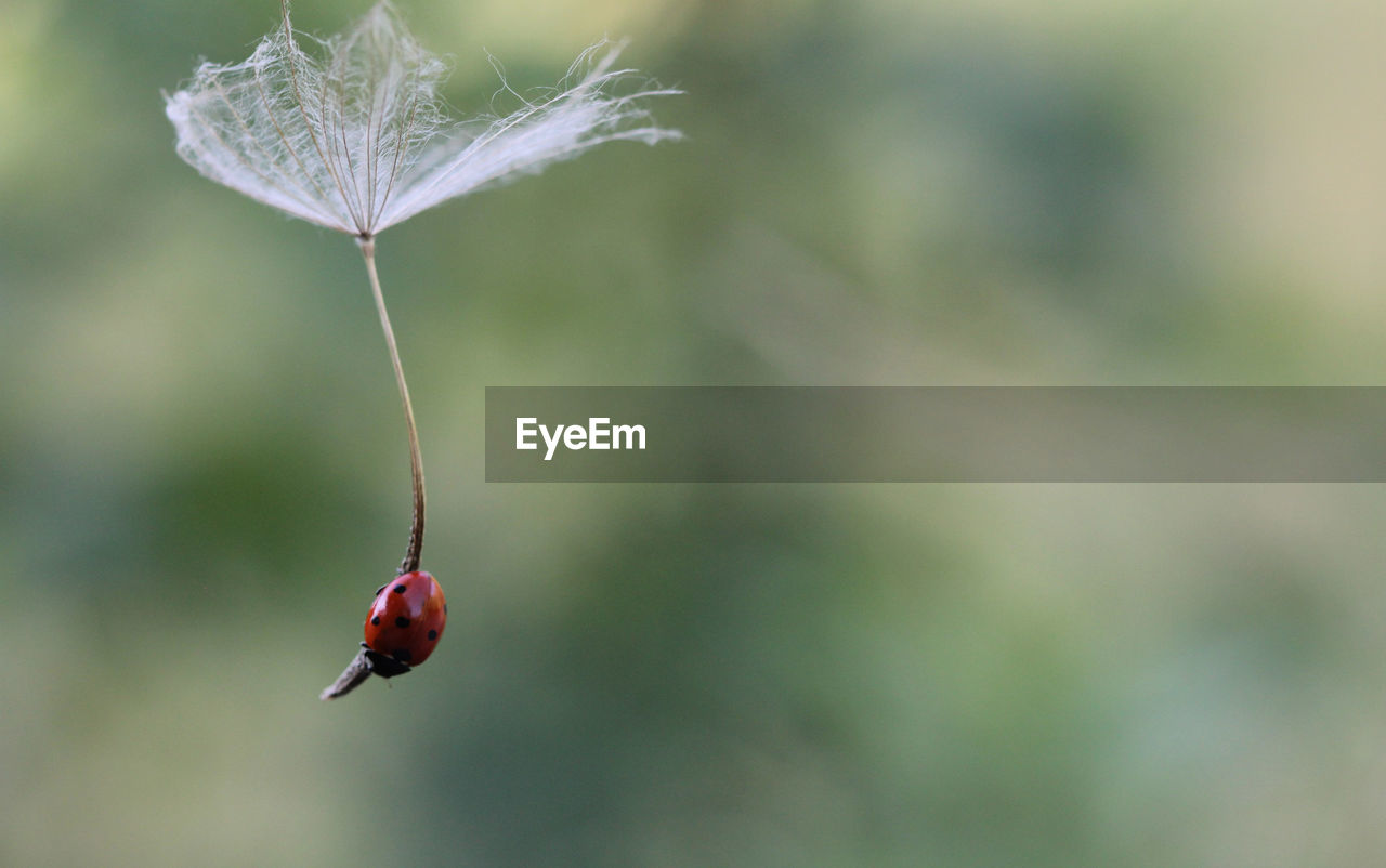 Close-up of ladybug on plant