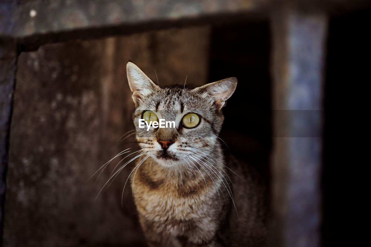 Close-up portrait of cat