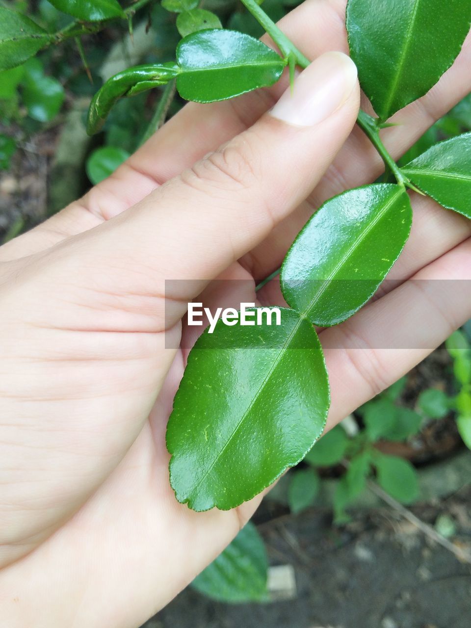CROPPED IMAGE OF HAND HOLDING GREEN LEAVES