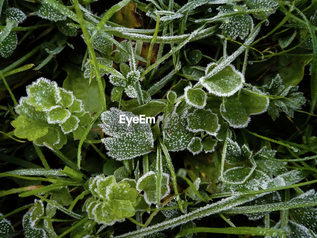 Close-up of plants growing outdoors