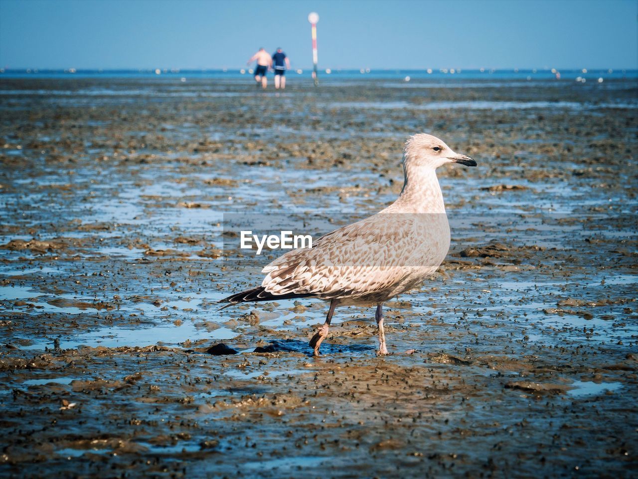 SEAGULL ON A BEACH