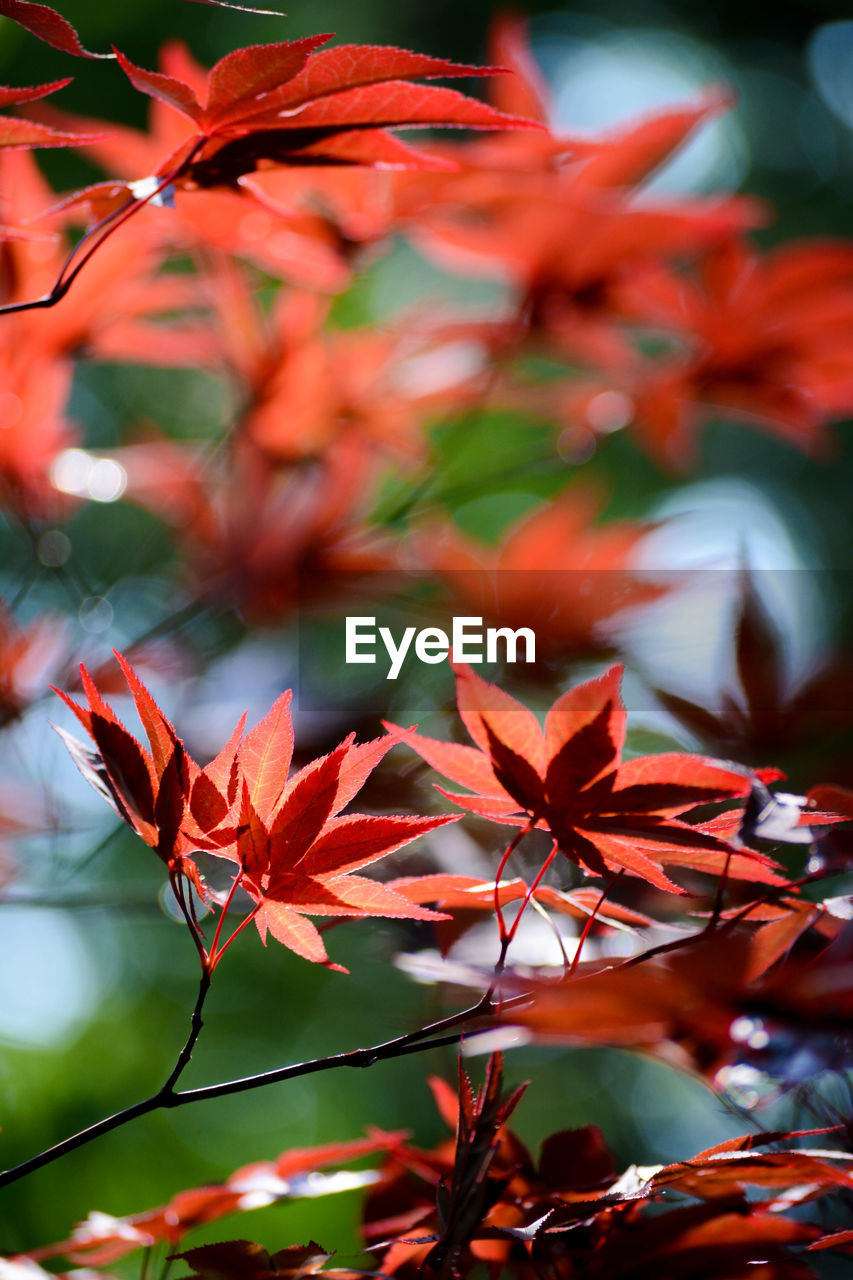 Close-up of maple leaves on tree