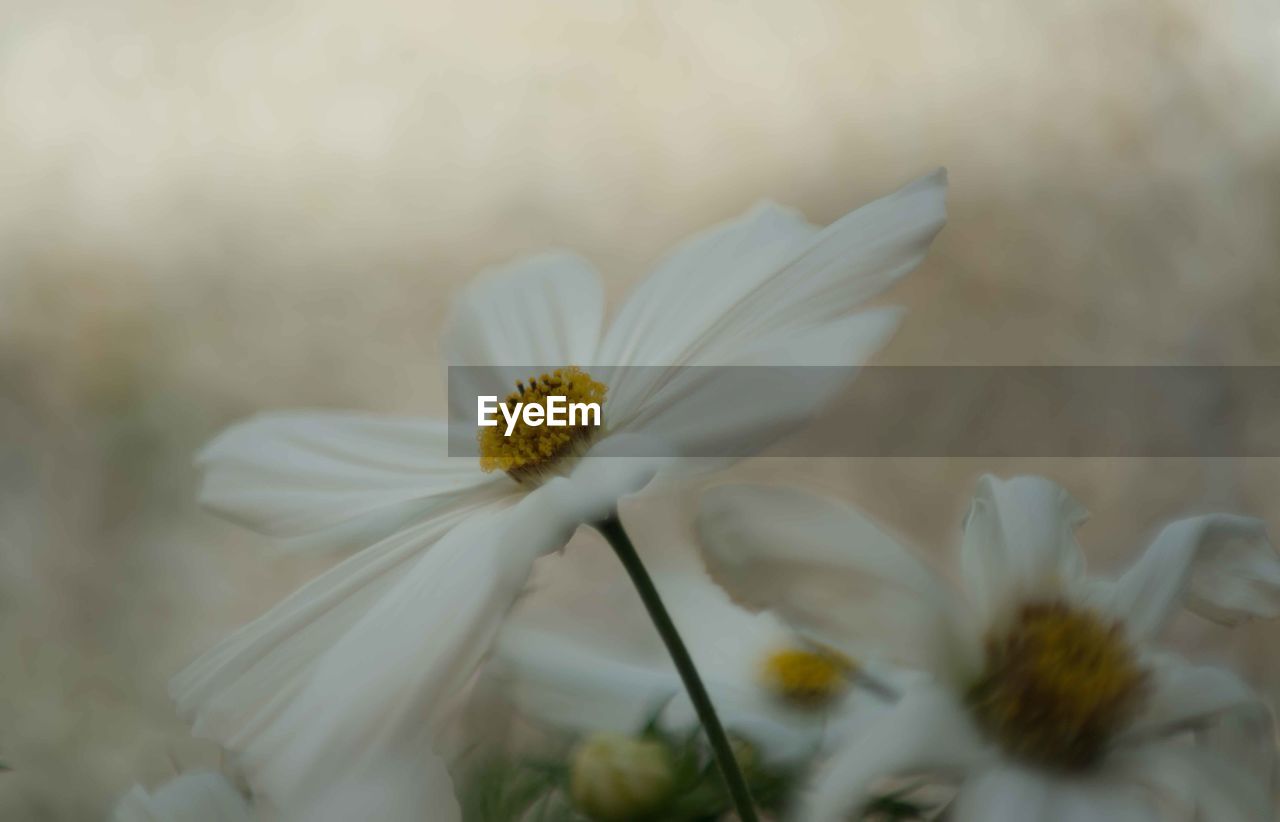 Close-up of white daisy flower