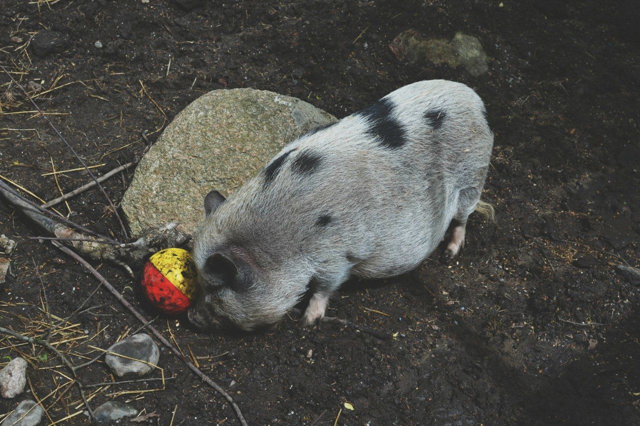 CLOSE-UP OF PIG ON FIELD