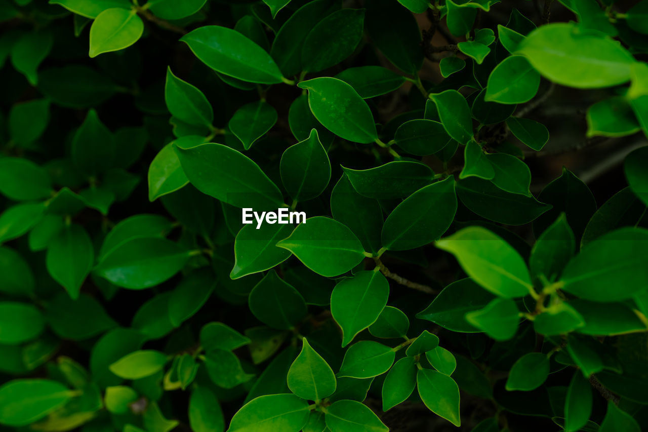 Background nature banyan tree bush, the tree decorate in the garden.