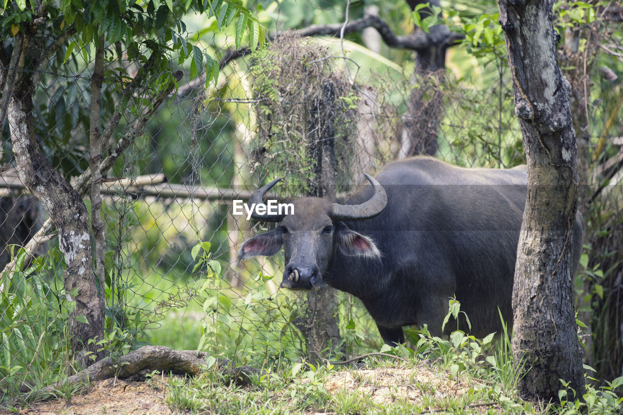 Buffalo standing on field