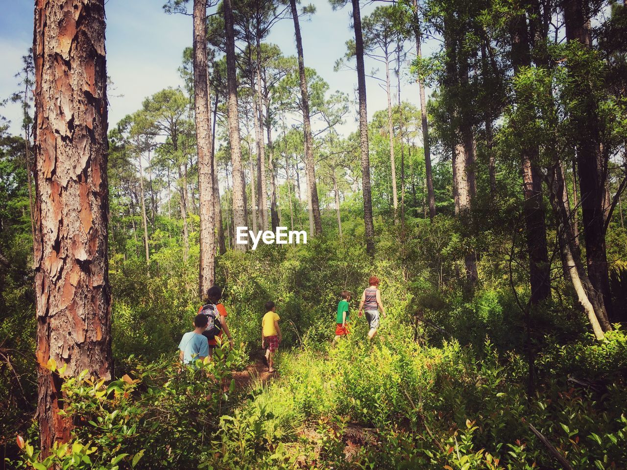 Friends walking amidst trees in forest