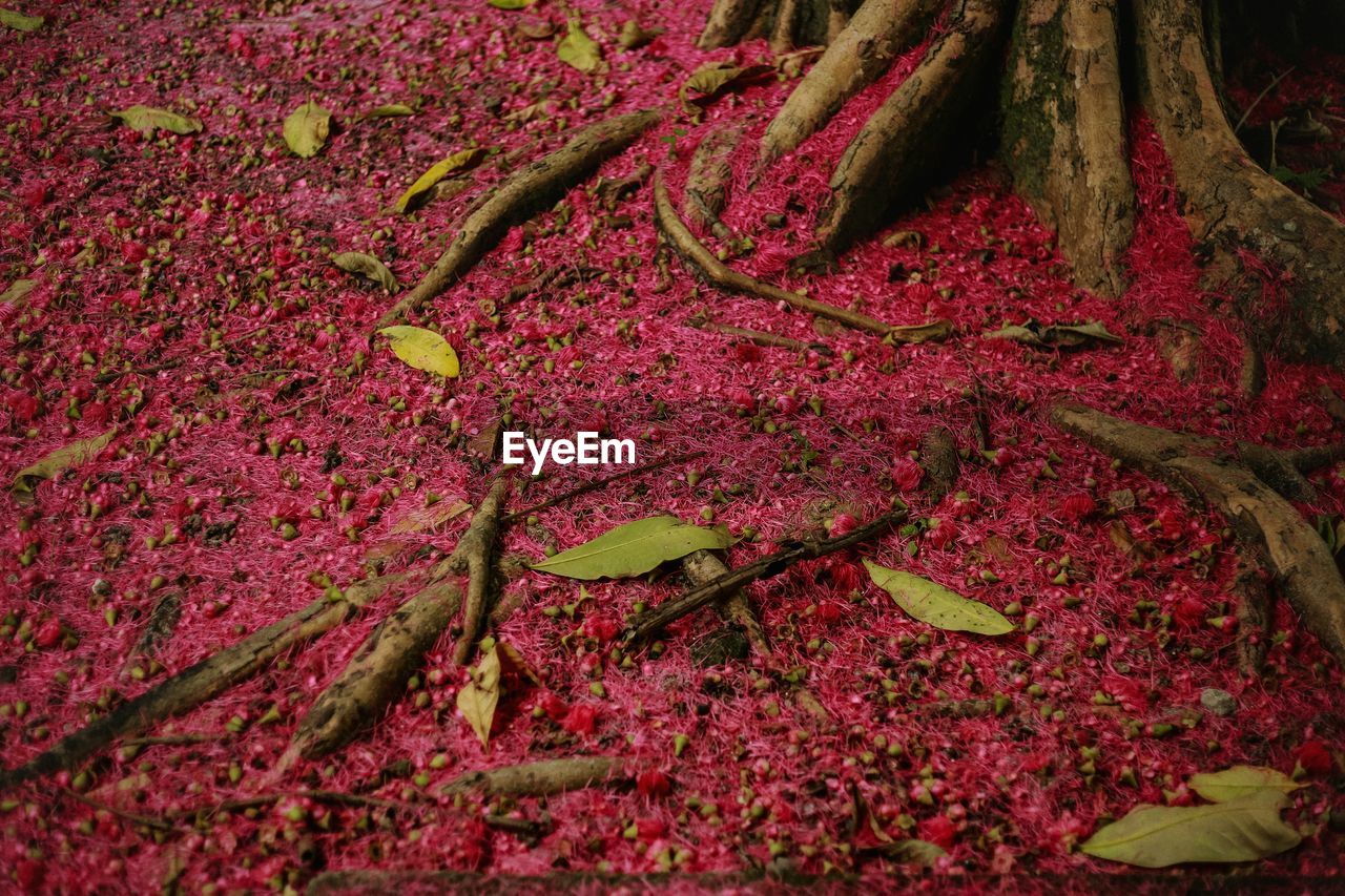 View of pink flowers on the land