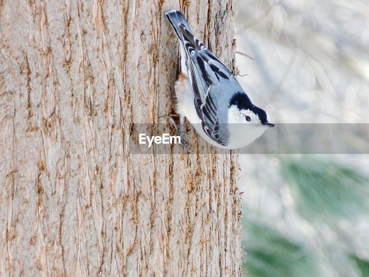 Close-up of nuthatch on tree