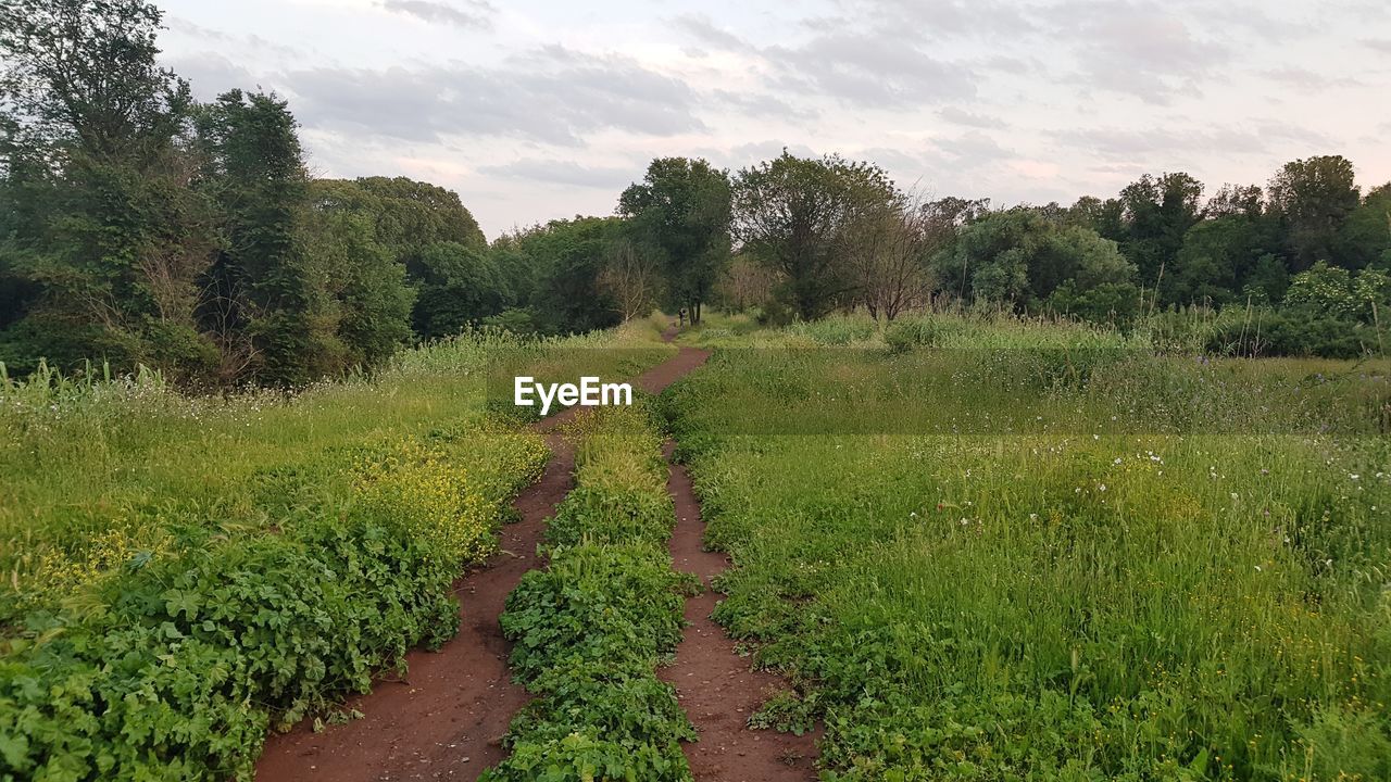 PLANTS GROWING ON FIELD AGAINST SKY