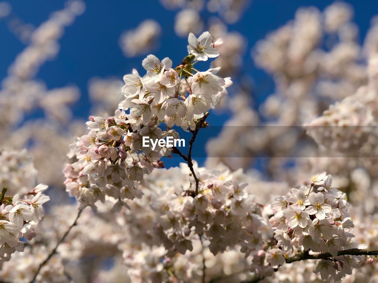 CLOSE-UP OF CHERRY BLOSSOMS ON BRANCH