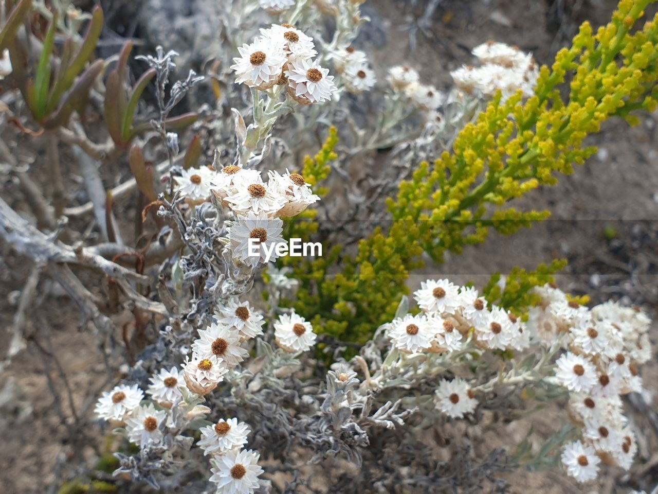 Close-up of white flowering plant on field