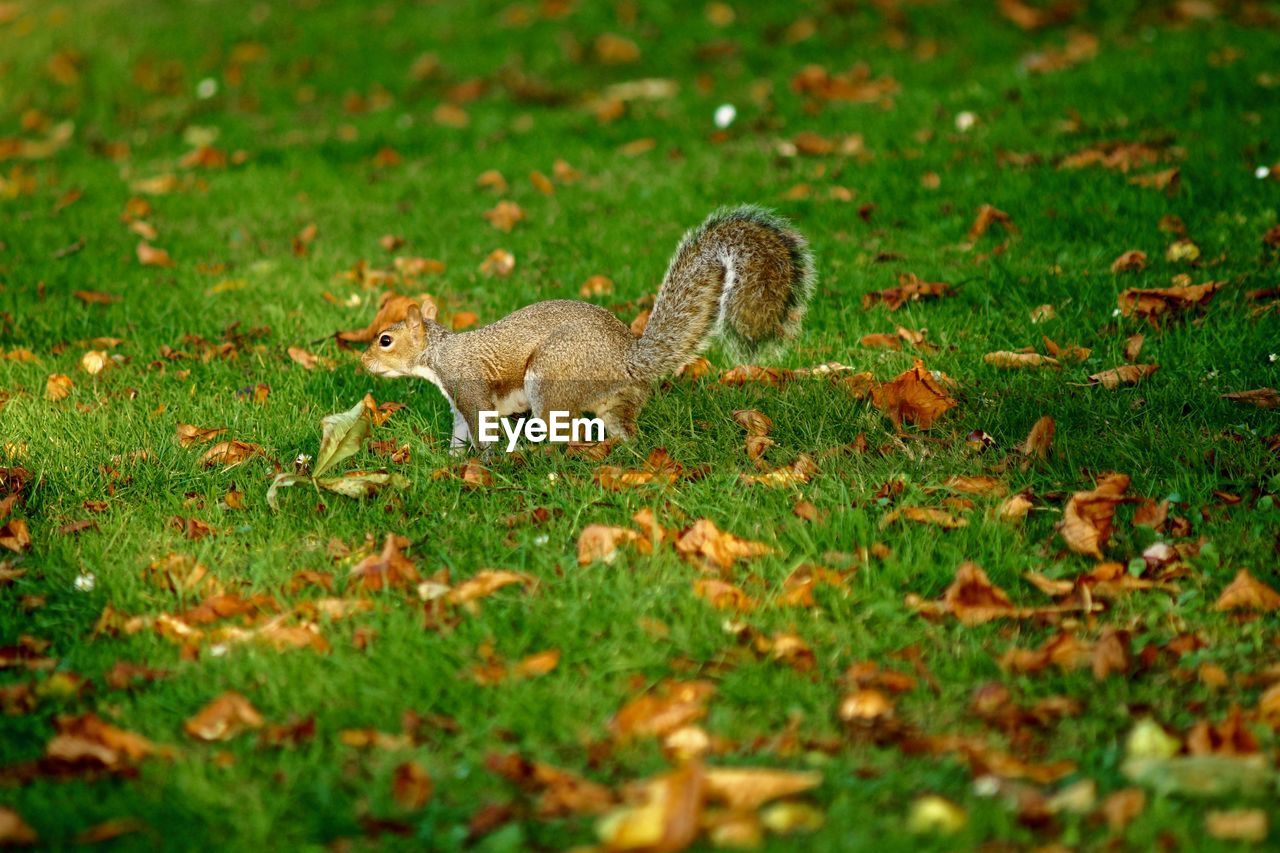 Squirrel on grass